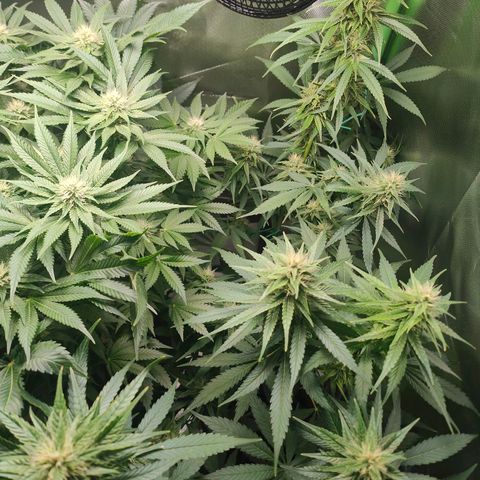 Critical (RQS) & Super- Skunk growlog timeline photo