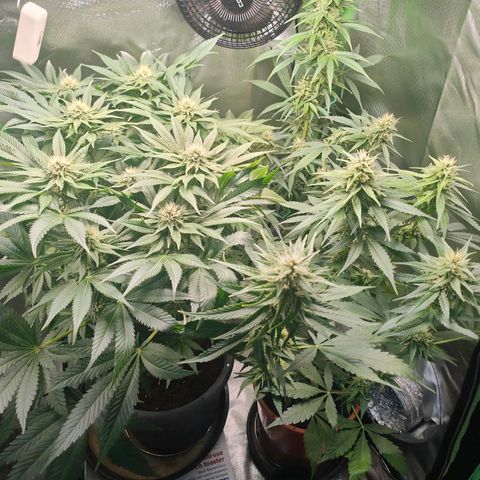 Critical (RQS) & Super- Skunk growlog timeline photo