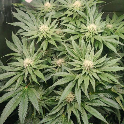 Critical (RQS) & Super- Skunk growlog timeline photo