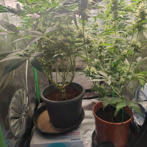 Critical (RQS) & Super- Skunk growlog timeline photo