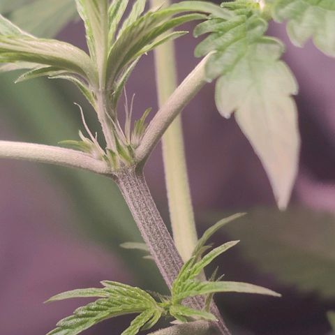 Bubble Gum x OG Kush x Critical Auto growlog photo: Blüte geht los 😊