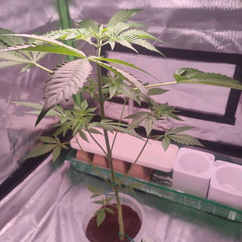 Bubble Gum x OG Kush x Critical Auto growlog photo: Blüte geht los 😊
