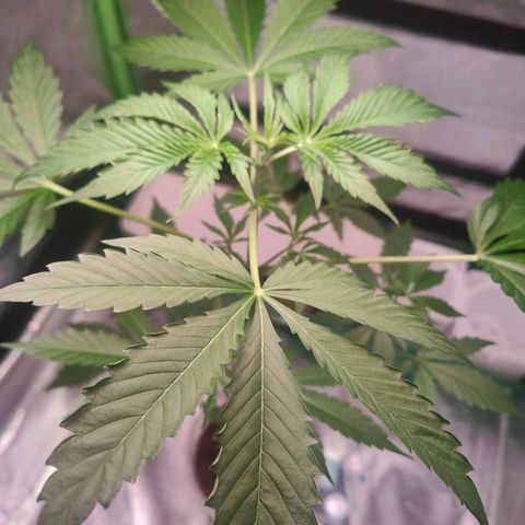 Bubble Gum x OG Kush x Critical Auto growlog photo: Blüte geht los 😊