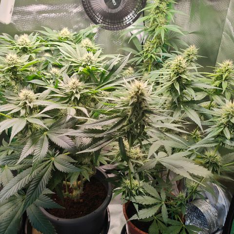 Critical (RQS) & Super- Skunk growlog photo: I Like big buds & I cannot lie 😅
