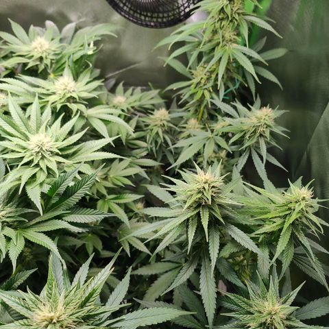Critical (RQS) & Super- Skunk growlog photo: I Like big buds & I cannot lie 😅