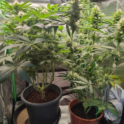 Critical (RQS) & Super- Skunk growlog photo: I Like big buds & I cannot lie 😅