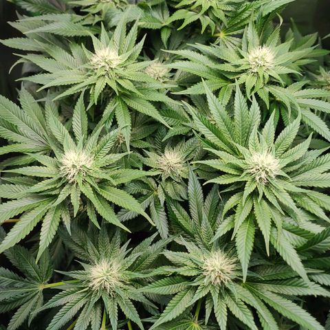 Critical (RQS) & Super- Skunk growlog photo: I Like big buds & I cannot lie 😅