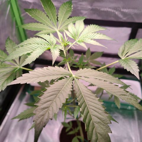 Bubble Gum x OG Kush x Critical Auto growlog photo: 😊💚