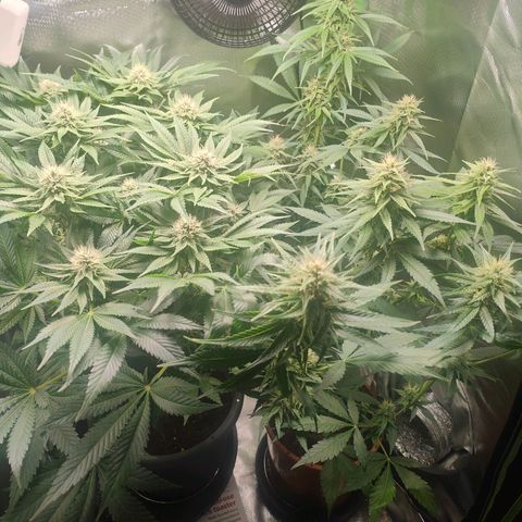 Critical (RQS) & Super- Skunk growlog photo: 💚