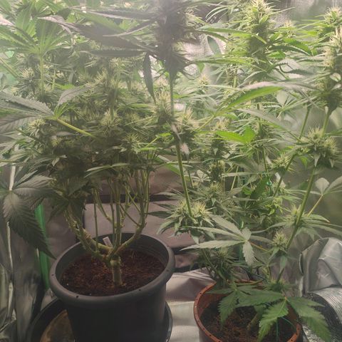 Critical (RQS) & Super- Skunk growlog photo: 💚