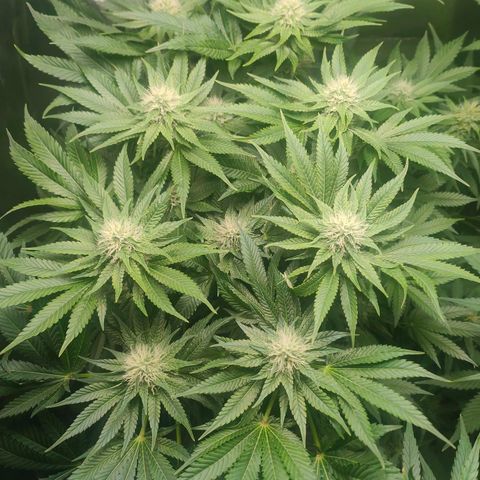 Critical (RQS) & Super- Skunk growlog photo: 💚