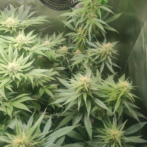 Critical (RQS) & Super- Skunk growlog photo: 💚