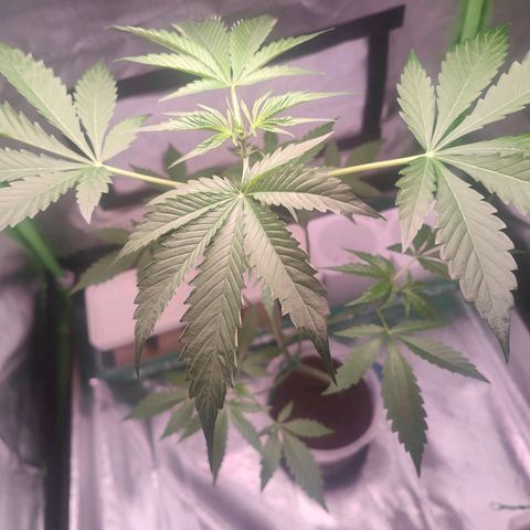 Bubble Gum x OG Kush x Critical Auto growlog timeline photo