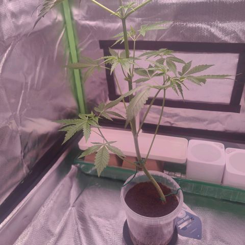 Bubble Gum x OG Kush x Critical Auto growlog timeline photo