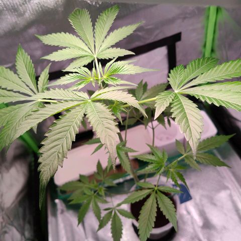 Bubble Gum x OG Kush x Critical Auto growlog timeline photo