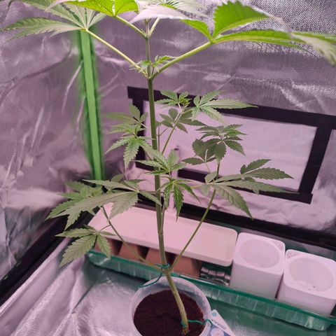 Bubble Gum x OG Kush x Critical Auto growlog timeline photo