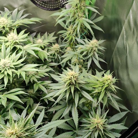 Critical (RQS) & Super- Skunk growlog timeline photo