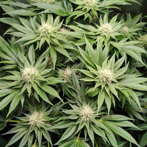Critical (RQS) & Super- Skunk growlog timeline photo