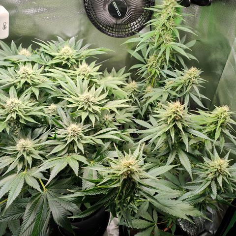 Critical (RQS) & Super- Skunk growlog timeline photo