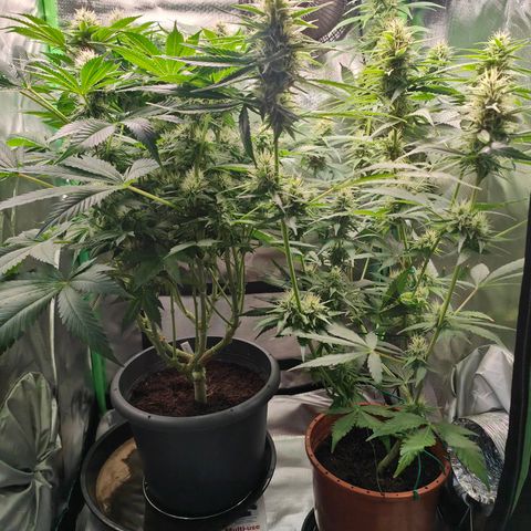 Critical (RQS) & Super- Skunk growlog timeline photo