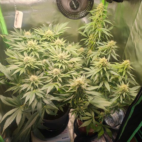 Critical (RQS) & Super- Skunk growlog timeline photo
