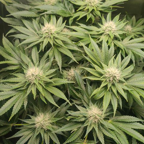 Critical (RQS) & Super- Skunk growlog timeline photo