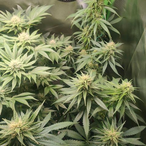Critical (RQS) & Super- Skunk growlog timeline photo