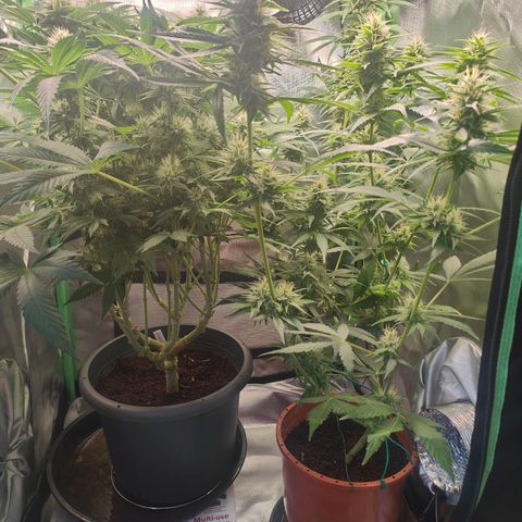 Critical (RQS) & Super- Skunk growlog timeline photo