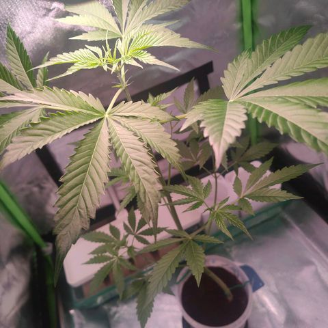 Bubble Gum x OG Kush x Critical Auto growlog timeline photo