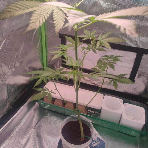 Bubble Gum x OG Kush x Critical Auto growlog timeline photo