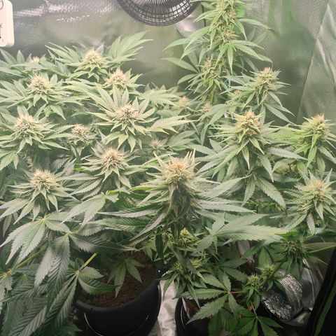 Critical (RQS) & Super- Skunk growlog timeline photo