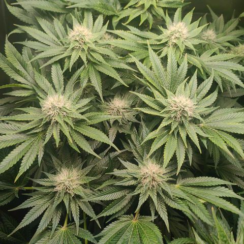 Critical (RQS) & Super- Skunk growlog timeline photo