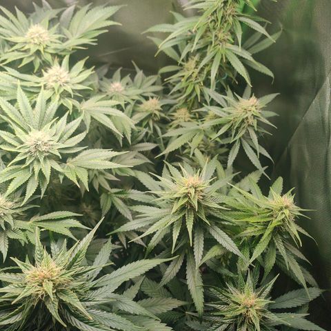 Critical (RQS) & Super- Skunk growlog timeline photo