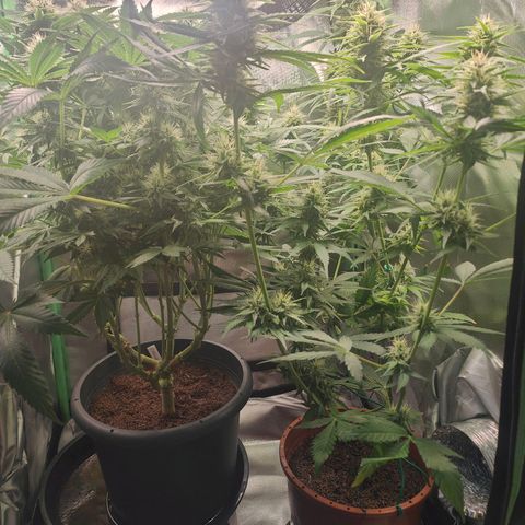 Critical (RQS) & Super- Skunk growlog timeline photo