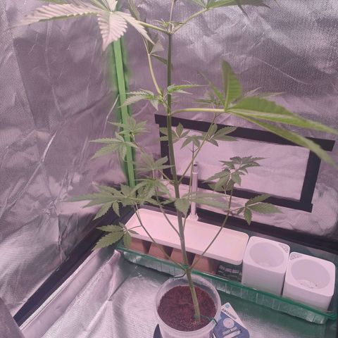 Bubble Gum x OG Kush x Critical Auto growlog timeline photo