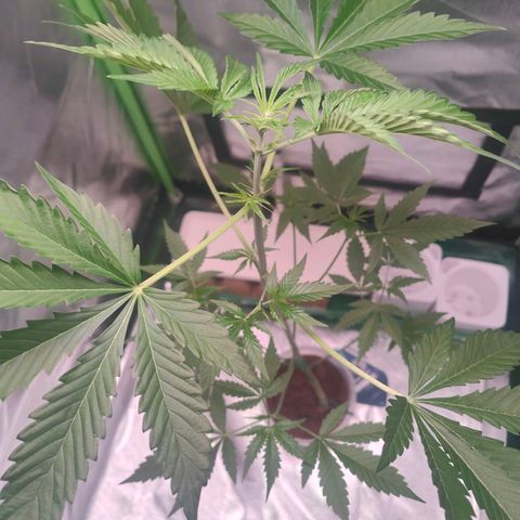 Bubble Gum x OG Kush x Critical Auto growlog timeline photo