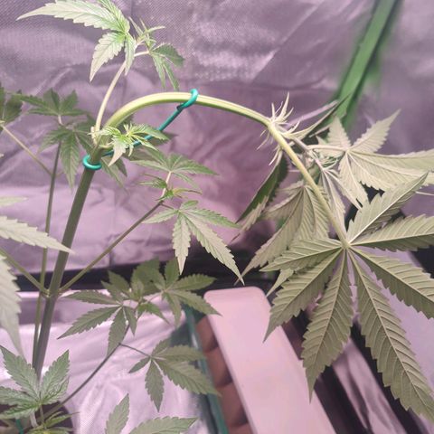 Bubble Gum x OG Kush x Critical Auto growlog photo: Der klägliche Versuch, die Pflanze zu Leveln 😅