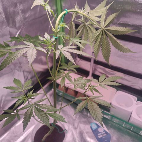 Bubble Gum x OG Kush x Critical Auto growlog photo: Der klägliche Versuch, die Pflanze zu Leveln 😅
