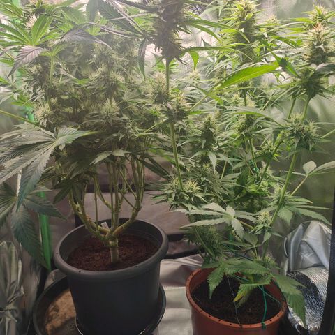 Critical (RQS) & Super- Skunk growlog timeline photo