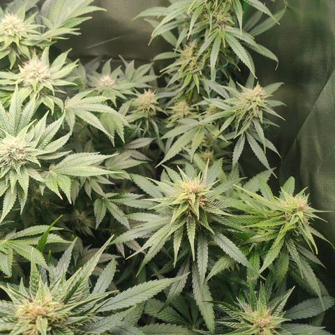 Critical (RQS) & Super- Skunk growlog timeline photo