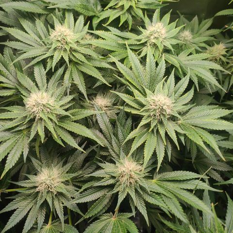 Critical (RQS) & Super- Skunk growlog timeline photo