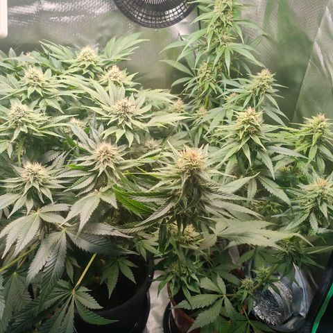 Critical (RQS) & Super- Skunk growlog timeline photo