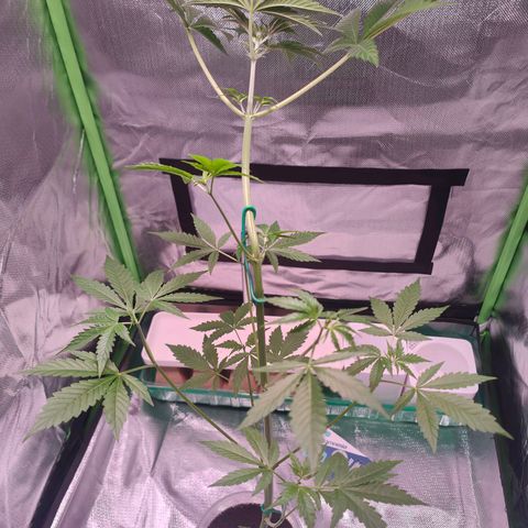 Bubble Gum x OG Kush x Critical Auto growlog timeline photo