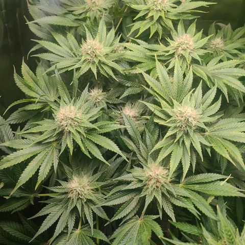Critical (RQS) & Super- Skunk growlog timeline photo