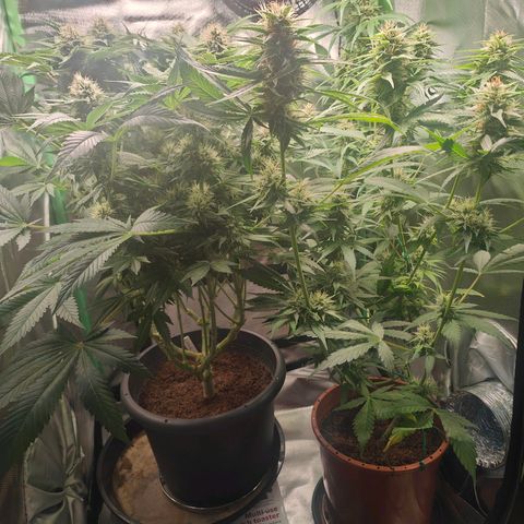 Critical (RQS) & Super- Skunk growlog timeline photo