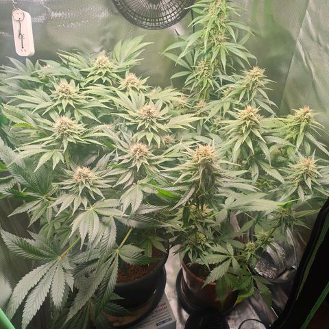Critical (RQS) & Super- Skunk growlog timeline photo