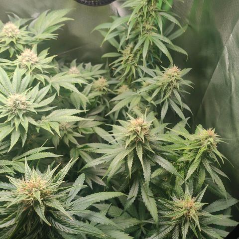 Critical (RQS) & Super- Skunk growlog timeline photo