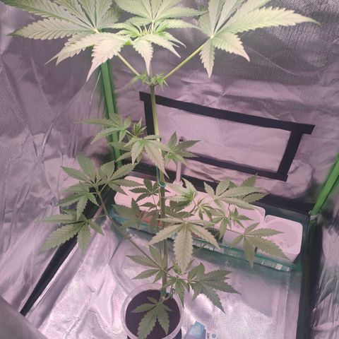 Bubble Gum x OG Kush x Critical Auto growlog timeline photo