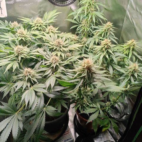 Critical (RQS) & Super- Skunk growlog timeline photo