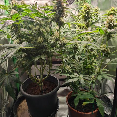 Critical (RQS) & Super- Skunk growlog timeline photo